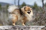 SPITZ ALLEMAND 328